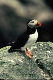 Puffin